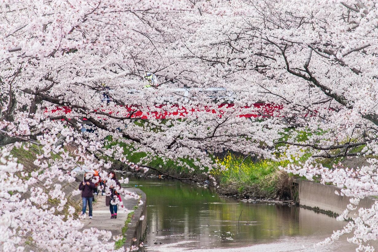 Интересное весной. Кошки весной. Интересное весной. Сакура в канаде. Весенняя природа.