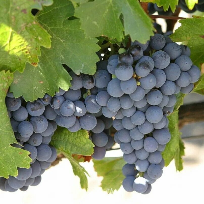 Vitis vinifera grape seed. Виноград vitis vinifera. Винифера виноград. Виноград винный vitis vinifera. Vitis vinifera grape seed.