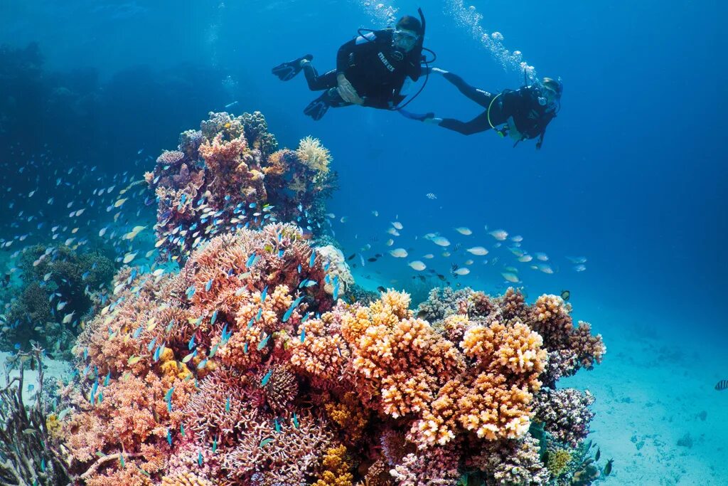 Reef tourism. Дайвинг Австралия Барьерный риф. Дайвинг в Австралии большой Барьерный риф. Красное море Скуба дайвинг. Морской парк большого барьерного рифа.