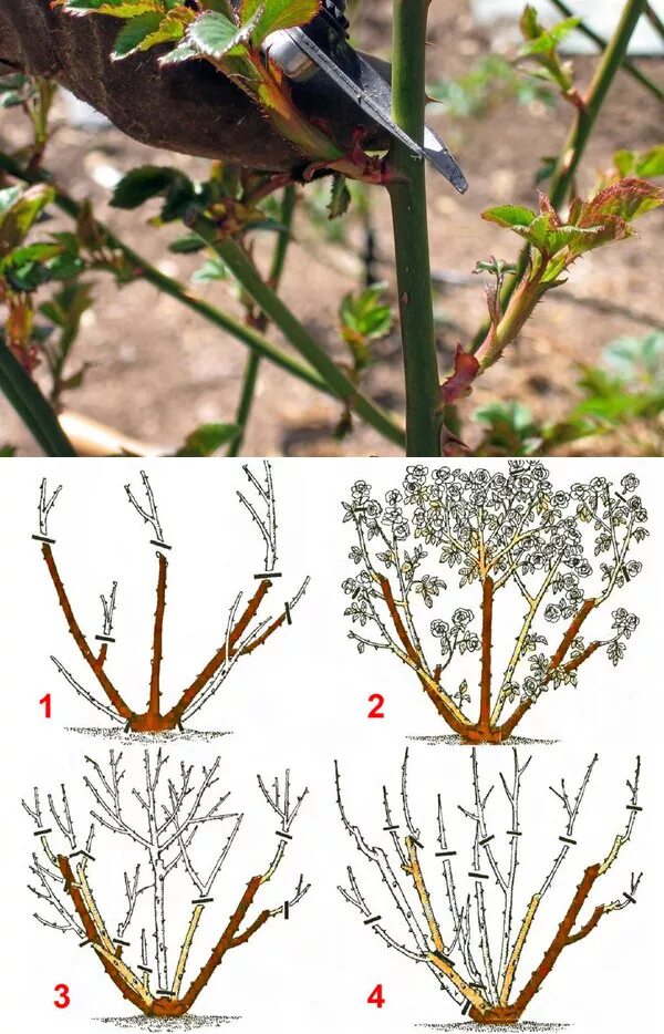 Как обрезать розу весной для начинающих. Весенняя обрезка роз. Обрезка чайно-гибридных роз. Осенняя обрезка роз шрабов. Обрезка плетистых роз весной.