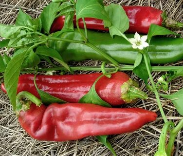 Pepper up