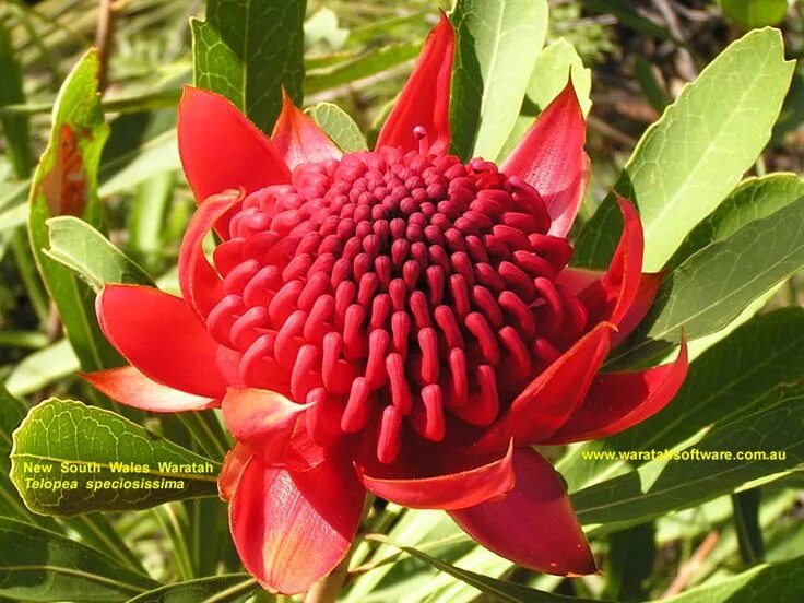 Telopea speciosissima цветок. Waratah австралия. Телопея прекрасная. Acacia pycnantha. Национальный цветок австралии.
