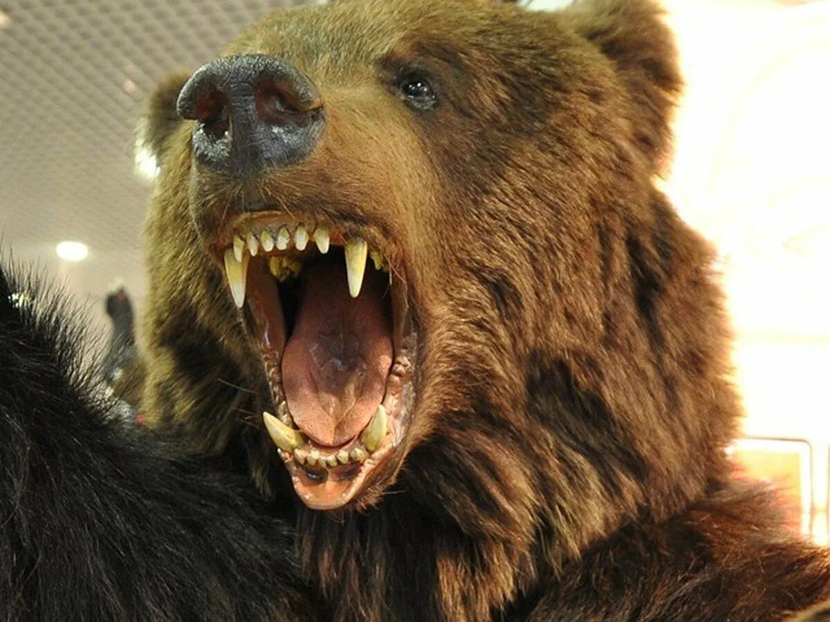 Разъярил медведя