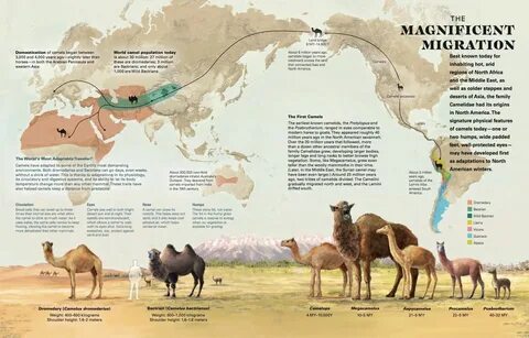 Fun Facts About Animals, Animal Facts, Prehistoric World, Prehistoric Anima...