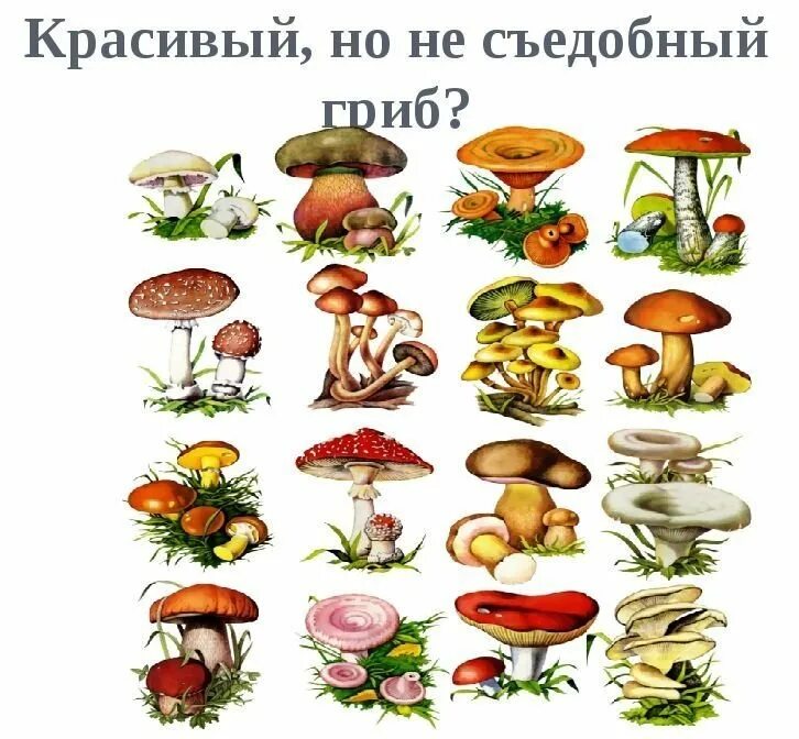 Съедобные и несъедобные грибы рисунок. Грибы съедобные несъедобные и ядовитые. грибы съедобные и несъедобные рисунки с названиями. съедобные грибы и несъедобные грибы.