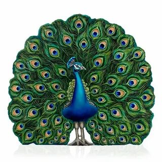 As happy as a peacock
