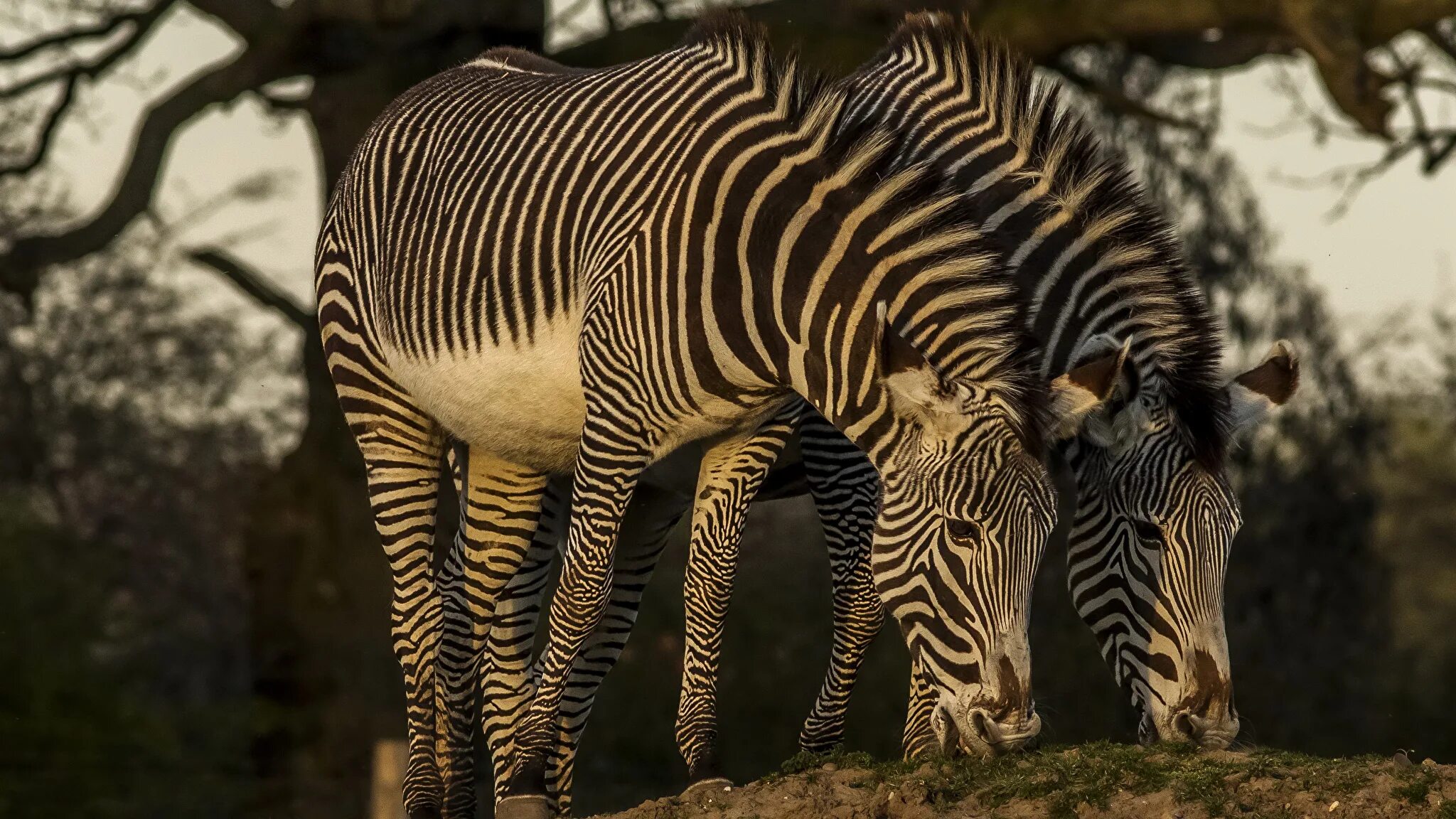Zebra 2. Бурчеллова зебра. Zebra 2. Полосатая зебра. Зебра небо.