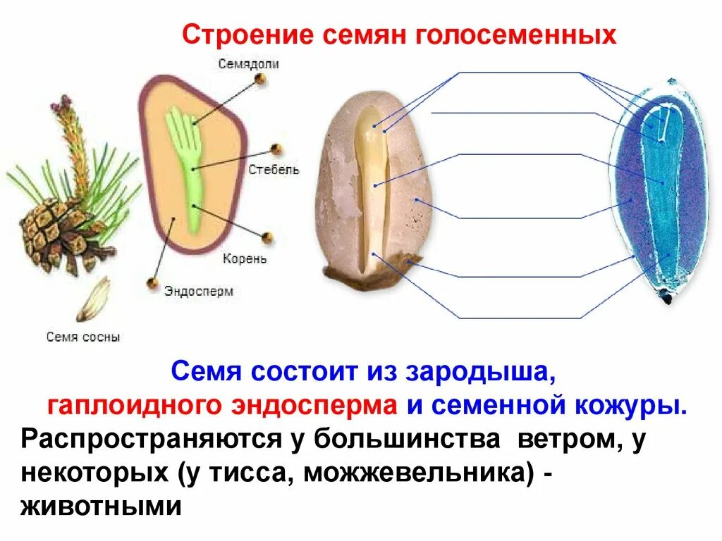 Строение семени голосеменных растений. Семена голосеменных растений строение. Внешнее строение семян голосеменных растений. Строение семени сосны.