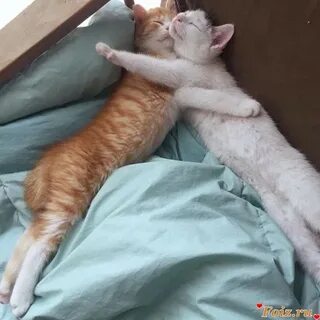 Пошлый кот