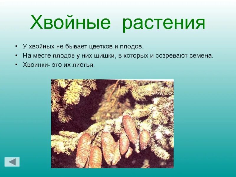 Семена хвойных растений созревают. Плоды хвойных растений. Семена и плоды хвойных растений. У хвойных растений есть плоды. У хвойных растений есть цветки и плоды.