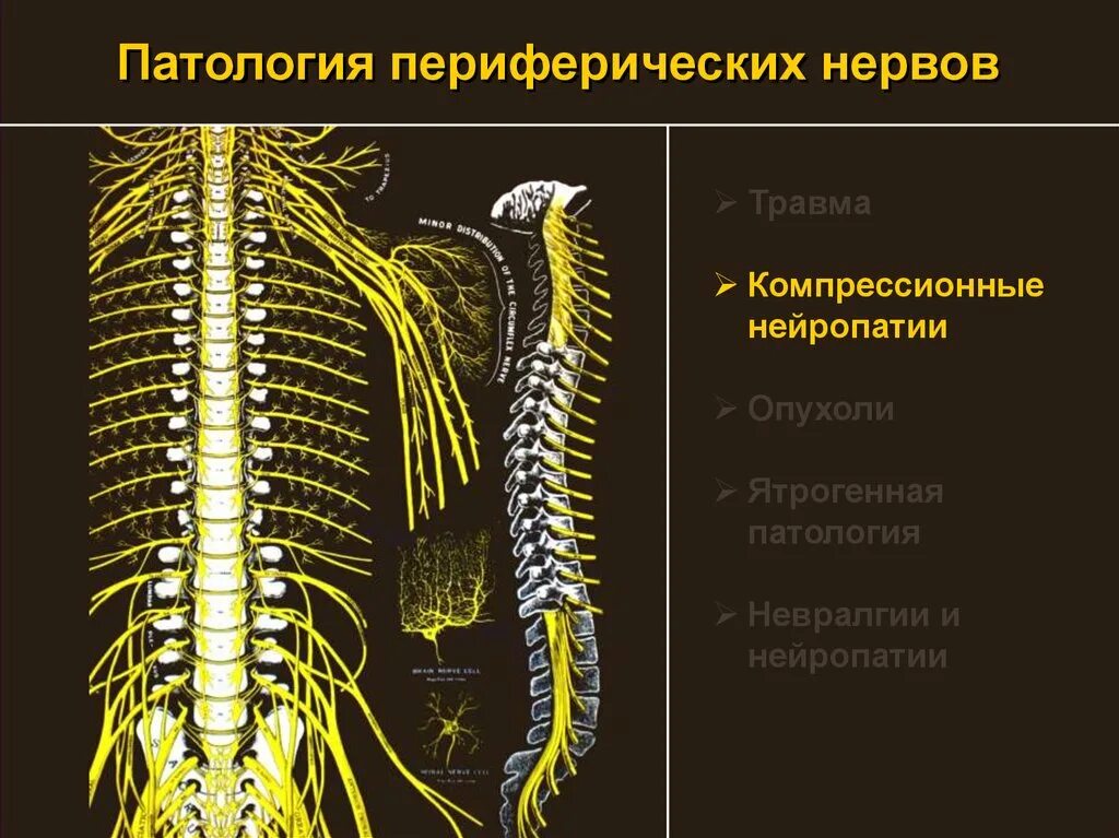 Периферический нерв функции. Периферическая нервная система. Периферических нервов. Периферическая нервная система неврология. Топографическая анатомия периферической нервной системы.