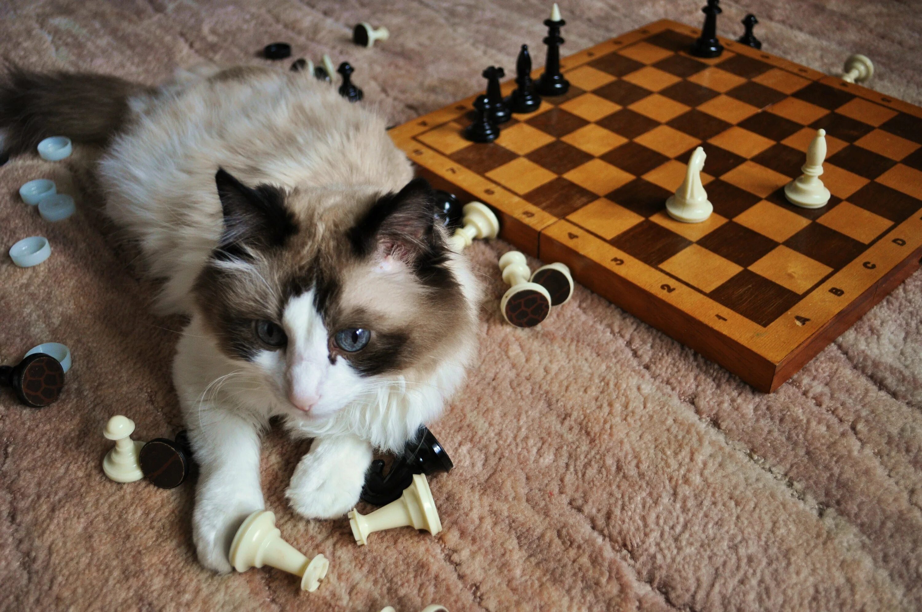 You like playing chess