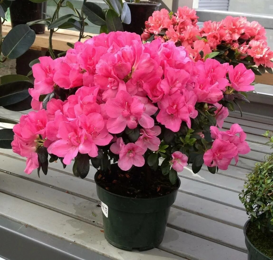 Азалии уход. Азалии уход. Азалии уход. Азалии уход. Рододендрон мелина.