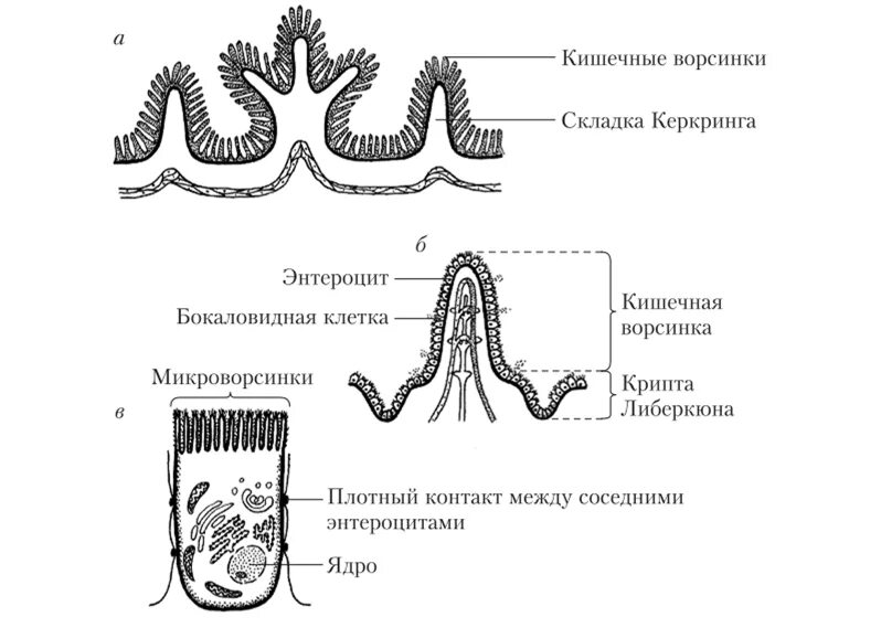 Внутренняя поверхность кишечника. Гликокаликс в кишечной ворсинке. Микроворсинки кишечной ворсинки. Ворсинки складки микроворсинки тонкого кишечника. Строение ворсинки тонкого кишечника.