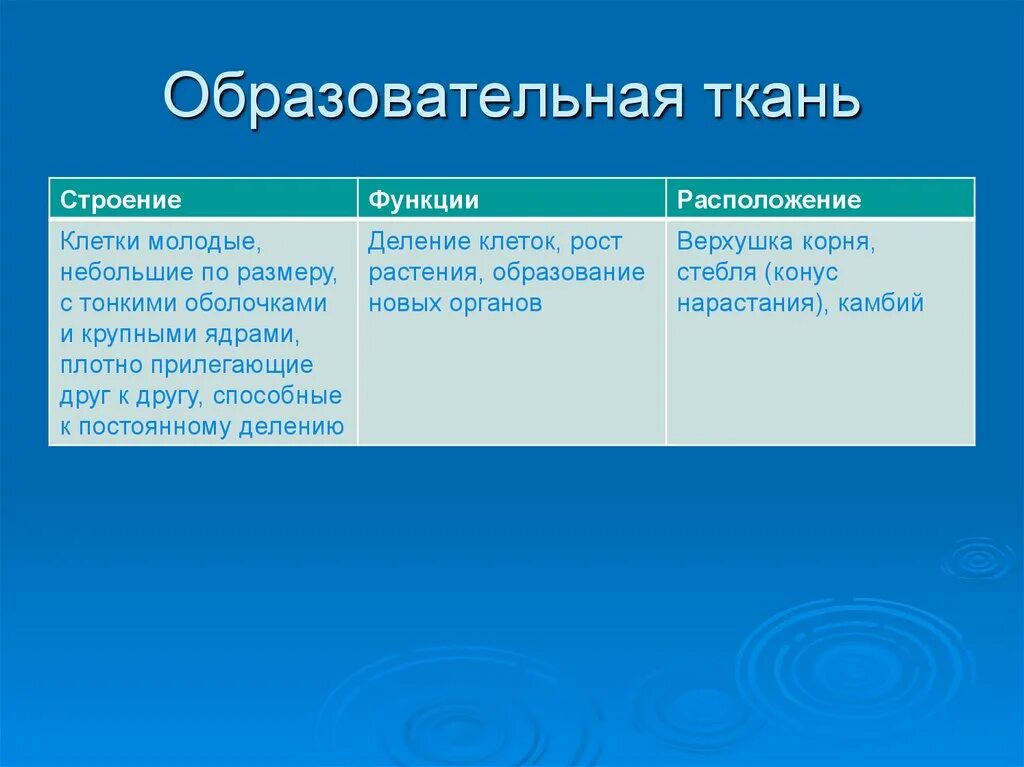 Выполняемые функции особенности. Строение образовательной ткани растений. образовательные ткани растений строение и функции. функции образовательной ткани растений. образовательная ткань строение ткани.