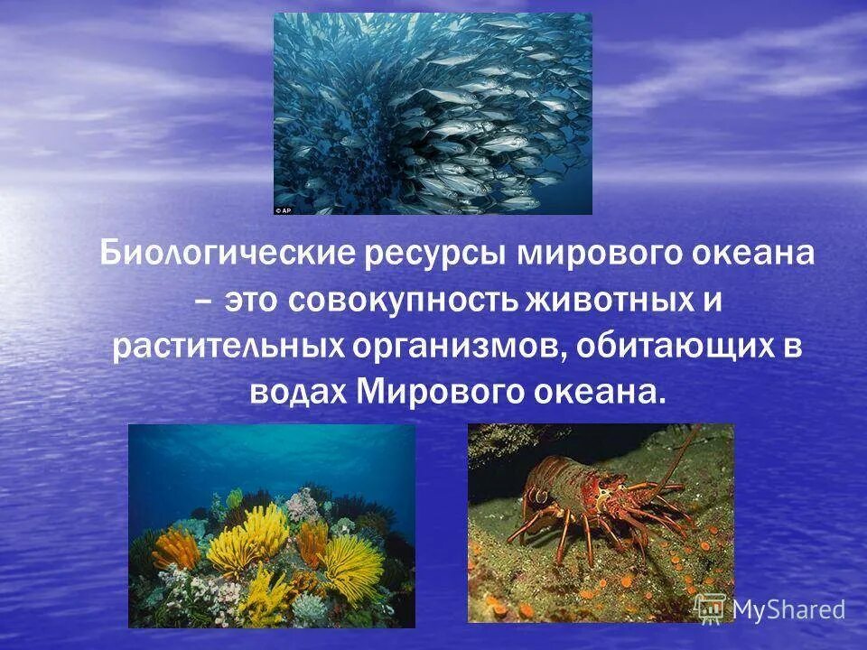 Биологические ресурсы океана. Ресурсы мирового океана биологические ресурсы. Биологические богатства мирового океана. Биоресурсы мирового океана.