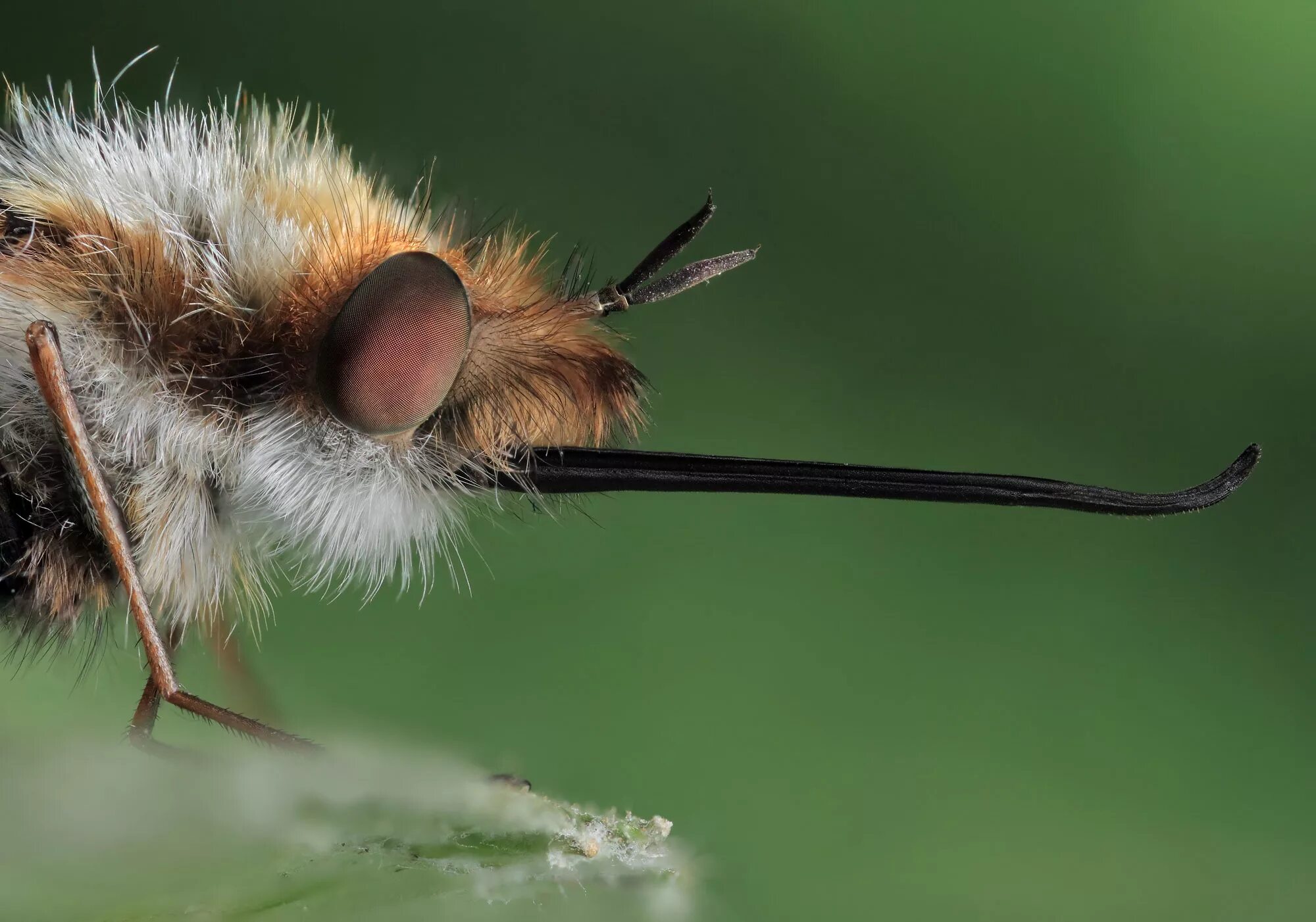 Летающий жужжащий жук. Bombyliidae жужжалы. жук жужжала. муха жужжало. муха жужжало с хоботком.