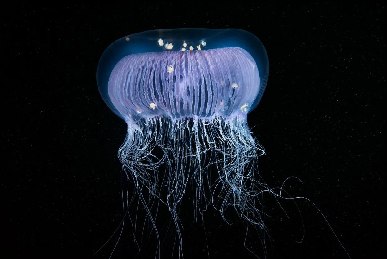 Chrysaora медуза. Scyphozoa сцифоидные медузы. Тихоокеанская люминесцентная медуза. Кубомедуза морская оса. Медуза цианея в белом море.