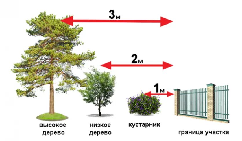 На каком расстоянии можно сажать яблони. Деревья на участке от забора соседей. Посадка деревьев на участке нормы. Посадка деревьев и кустарников на участке нормативы. Деревья и кусты от забора.