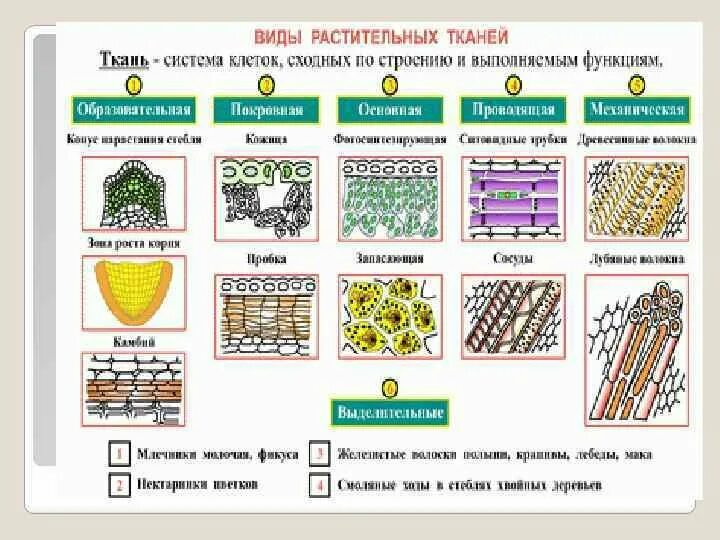Растительные ткани. Таблица по биологии 6 класс на тему ткани растений. Ткани растений 6 класс биология таблица по биологии. Ткани растений таблица биология 6. Биология 6 класс учебник таблица ткани растений.