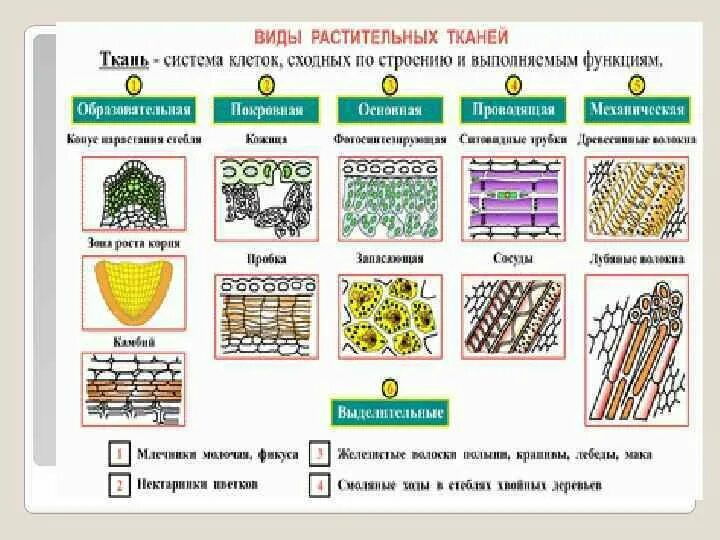 Таблица ткань строение рисунок. Таблица по биологии 6 класс на тему ткани растений. Ткани растений 6 класс биология таблица по биологии. Ткани растений таблица биология 6. Биология 6 класс учебник таблица ткани растений.