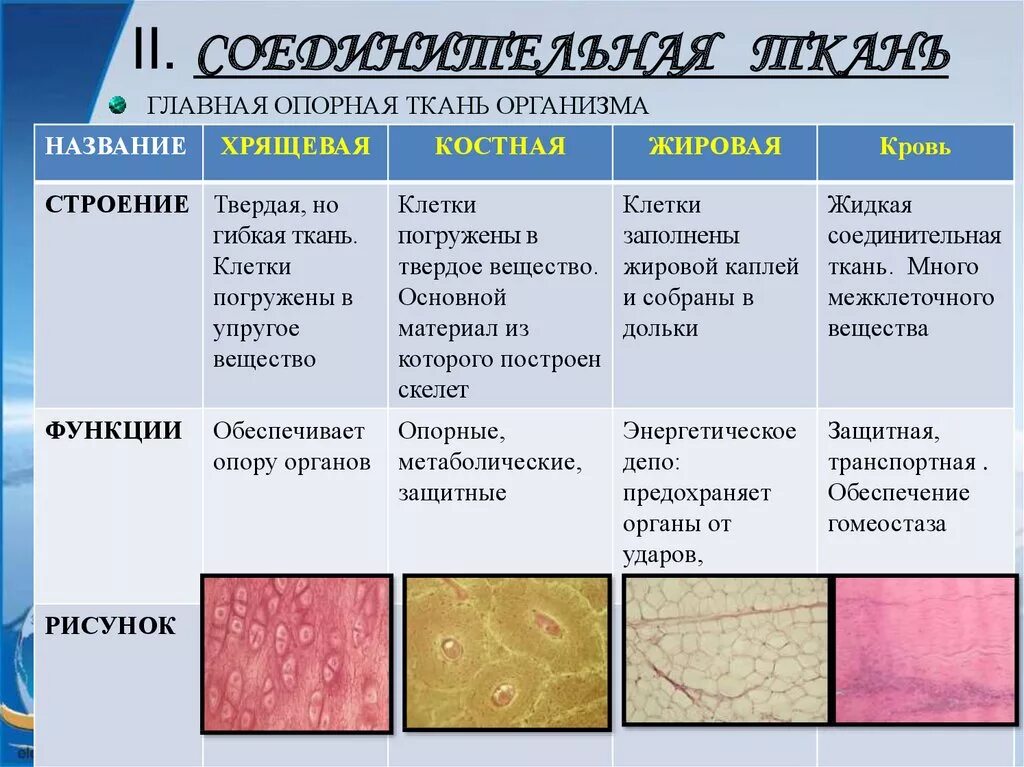 Типы соединительной ткани человека таблица. Строение соединительной ткани. Биология 8 класс ткани соединительной ткани. Соединительная ткань строение и функции.