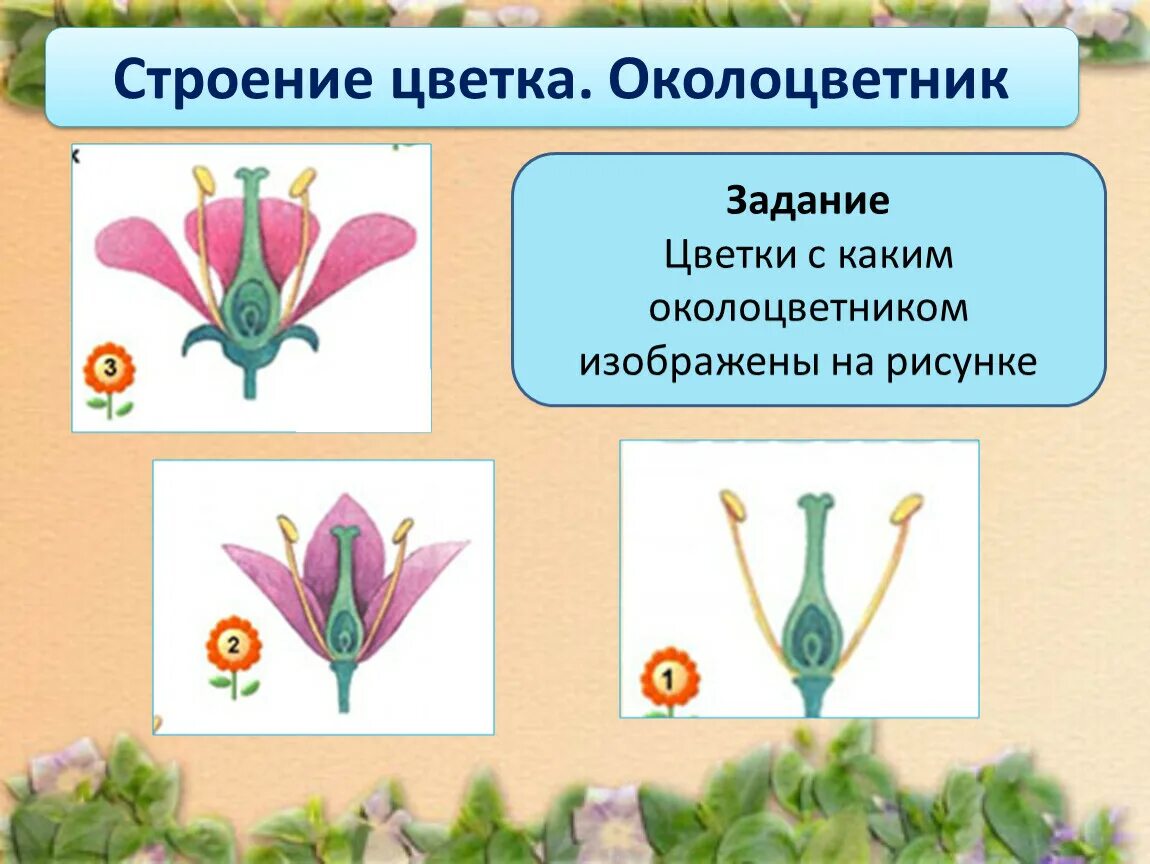 Цветок с двойным околоцветником. Цветок с простым околоцветником схема. Двойной околоцветник и простой околоцветник. Цветки одиночные с двойным. Околоцветник венчик и чашечка чашелистики=.