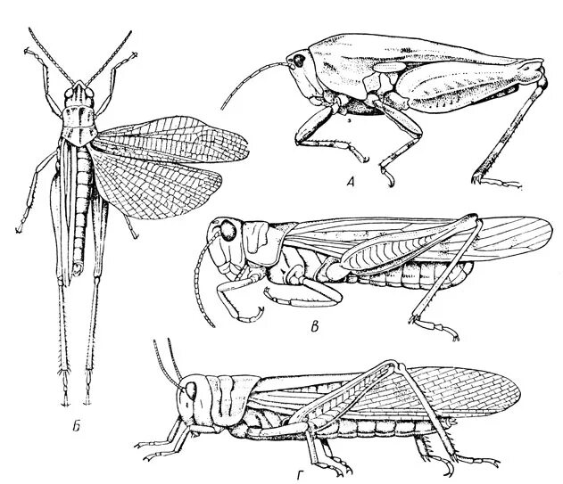 Конечности пчелы и кузнечика ласты дельфина. Отряд Прямокрылые Саранча. Прямокрылые насекомые Крылья. Кобылка темнокрылая / Stauroderus scalaris. Прямокрылые Саранча строение.