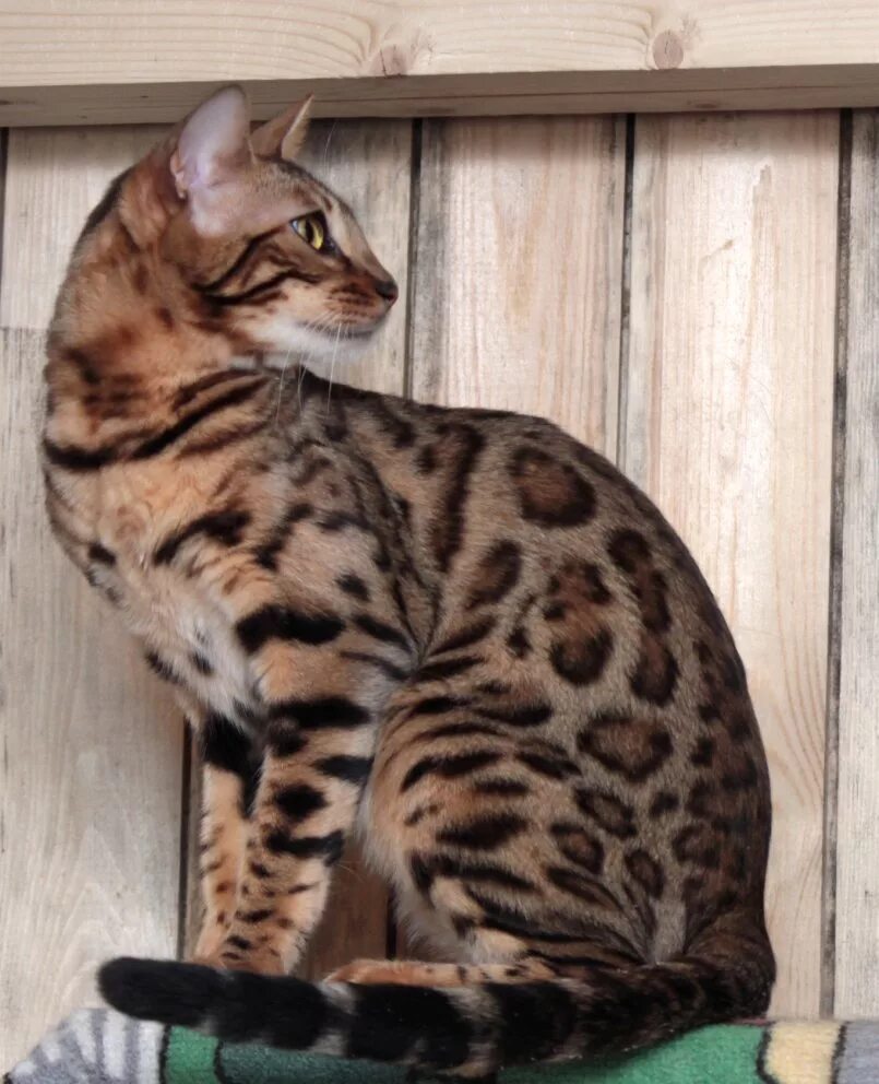 Бенгальская сколько живут. Бенгальская кошка. Кошки бенгальской породы. Бенгальская кошка ф4. Бенгальская кошка леопардового окраса.