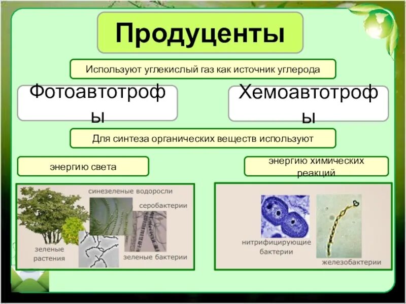 Водоросли продуценты. Продуценты примеры. Примеры репродуцентры. Продуценты консументы и редуценты примеры. Организмы потребляющие готовые органические