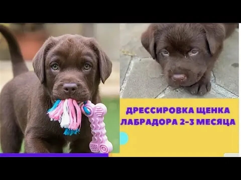 Как воспитывать щенка лабрадора. Лабрадор дрессировка. воспитание щенка лабрадора 2 месяца. как дрессировать лабрадора щенка в 2 месяца. команды для лабрадора.