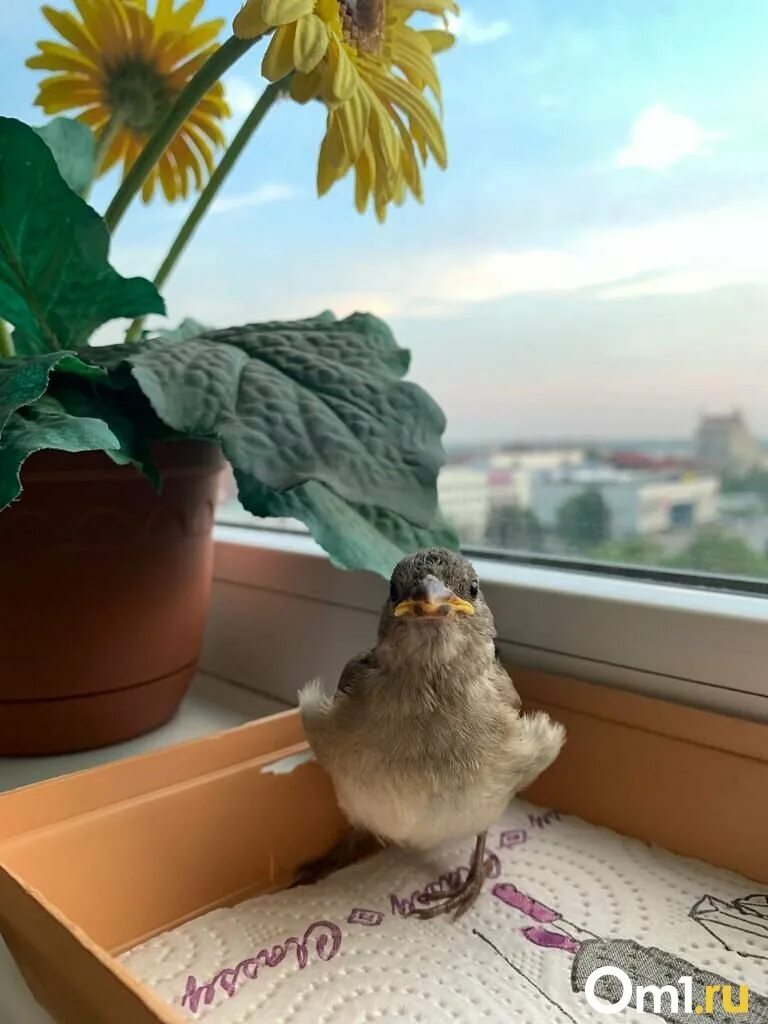 Не умевшего летать птенца
