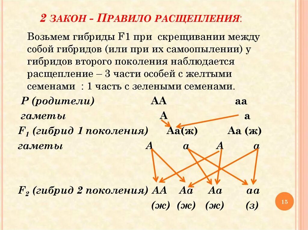 Составьте задачу на моногибридное скрещивание. Задачи по генетике на моногибридное скрещивание 9 класс. Задачи по биологии 9 класс моногибридное скрещивание. Генетические задачи на моногибридное скрещивание 10 класс. Задачи по моногибридному скрещиванию 9 класс.