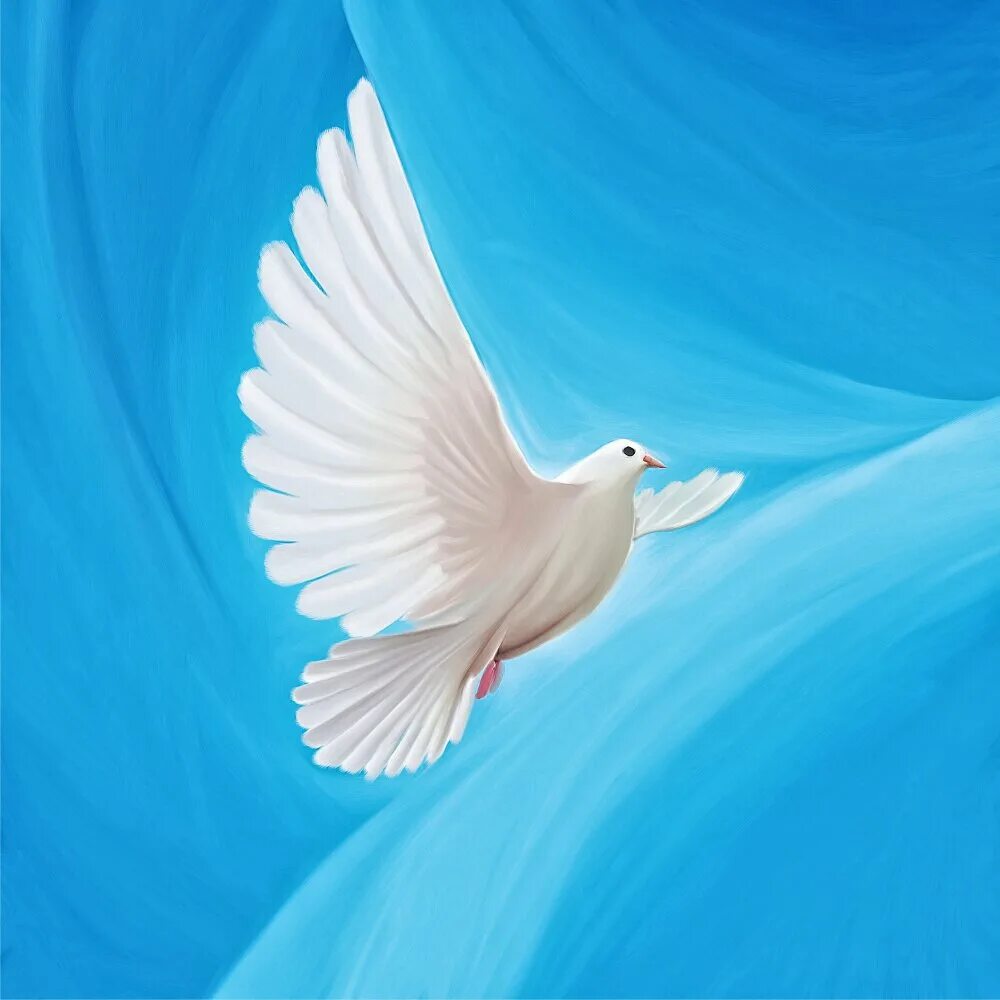 Белый голубь в полете без фона. Символ святого духа в православии. Что значат белые голуби. Белый голубь стих. Христианские открытки с голубем.