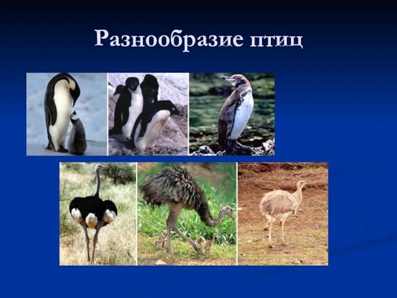 Многообразие птиц 8 класс. Разнообразие птиц. Птицы многообразие птиц. Класс птицы многообразие. Разнообразие птиц презентация.