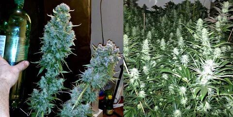 Co2 plants