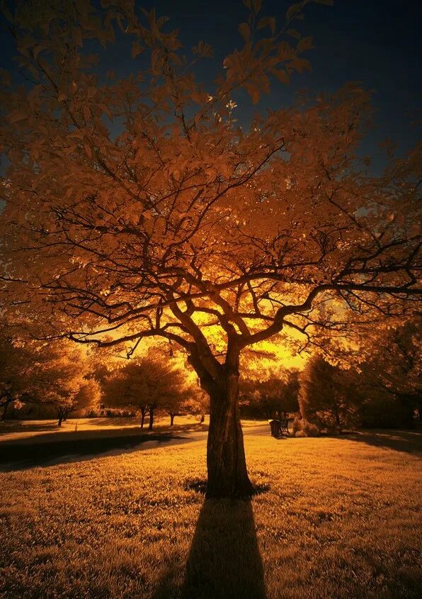 Осенние деревья ночью. Осень вечер туман. Уличный фонарь ночью. Осенняя ночь. Осенняя дорога.