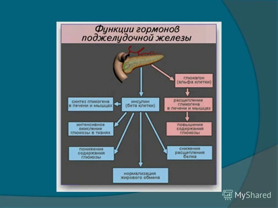 какие гормоны выделяются при возбуждении
