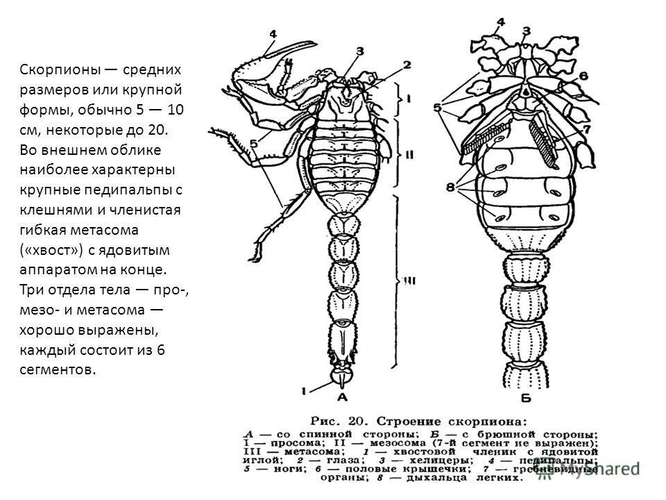 Членистое тело. Членистое строение. Педипальпы скорпиона. Метасома у скорпиона. Размножение членистоногих.