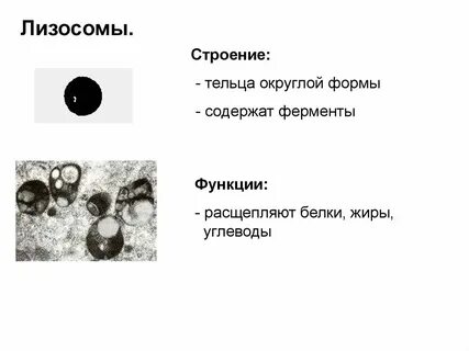 Объект лизосома процесс какой