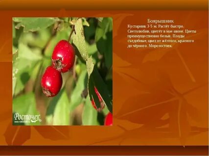 Кустами 2 разбор