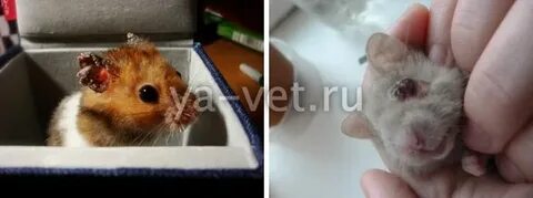 У хомяка гноится глаз что делать
