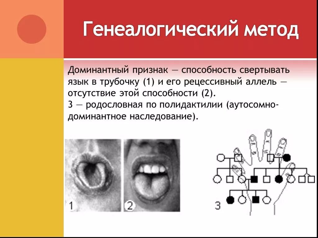 Язык свернут трубочкой. Генеалогический метод метод. Генеалогический метод аутосомно доминантный. Язык трубочкой признак доминантный. Способность свертывать язык в трубочку.