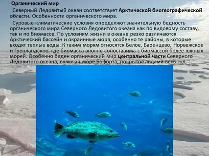 Температура северо ледовитого
