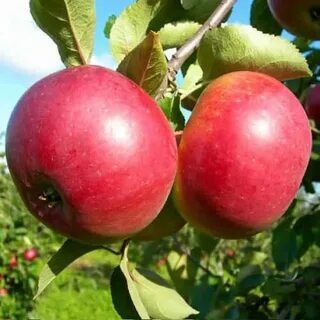 Белорусское яблоня описание