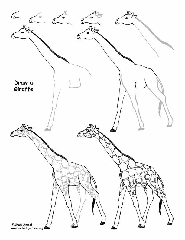 Жираф поэтапно для детей. Рисунок жирафа. Поэтапное рисование жирафа. Рисование по этапно Жираф. Жираф рисунок карандашом.