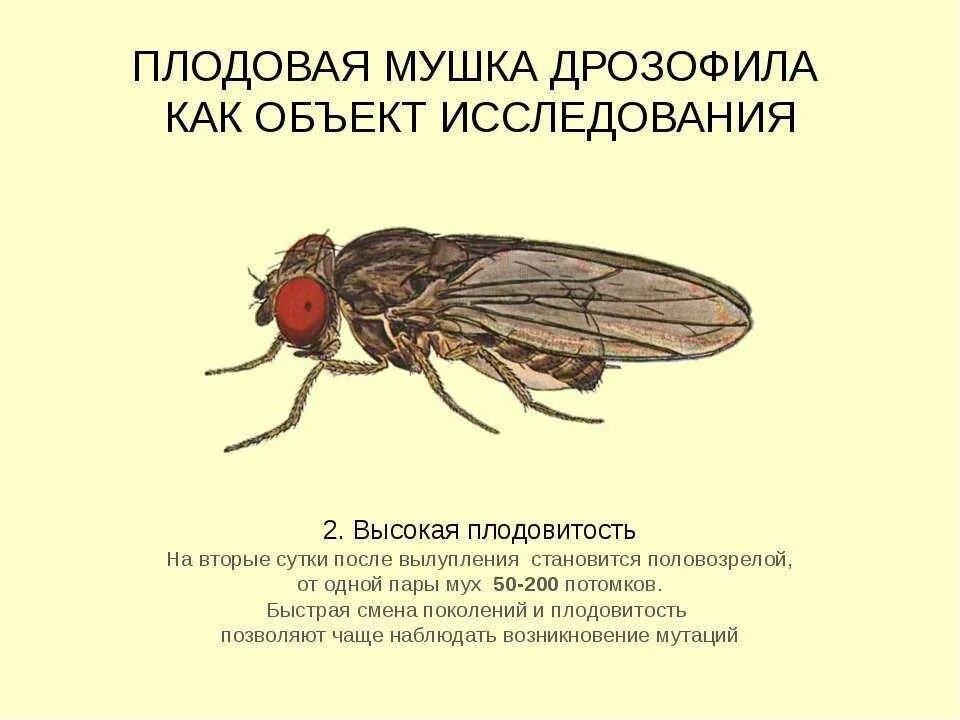 Мошки на кухне. Муха дрозофила на фруктах. Очень маленькое красное насекомое в квартире. Почему необходимо бороться с комнатными мухами. Плодовые мошки (дрозофилы).