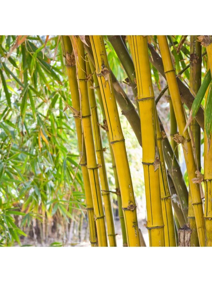 Как готовить бамбук. Амазонский бамбук. bambusa phyllostachys aurea. phyllostachys aureosulcata. kungfors бамбук.