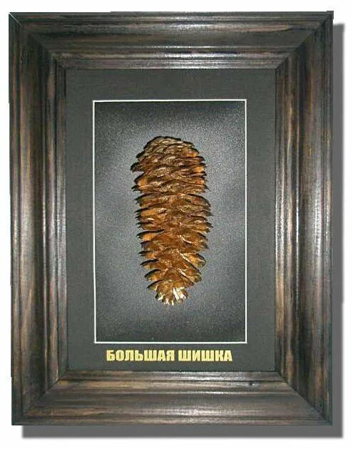 Гигантские шишки. Крымский кедр шишки. Важная шишка сувенир. Подарок начальнику из дерева. Шишки секвойи.