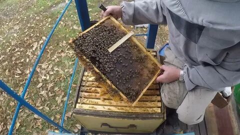 Приготовление пчел